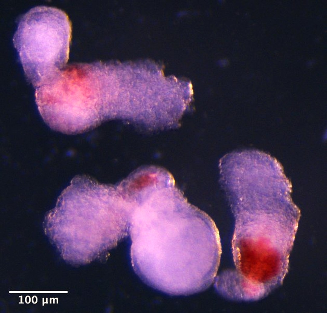 The team observed the emergence of the three-dimensional embryo-like structures under a microscope in the lab. These started producing blood (seen here in red) after around two weeks of development - mimicking the development process in human embryos.